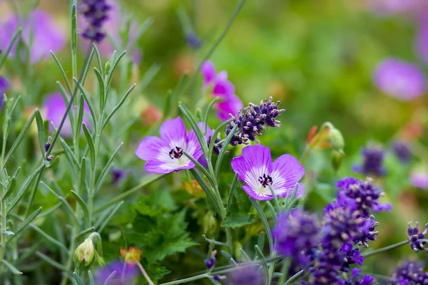 Geranium Magnificum Lavender Flowers Garden Soft Focus — Stockfoto