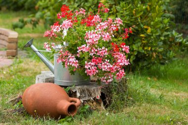 bahçede pembe ve kırmızı sardunya - yakın