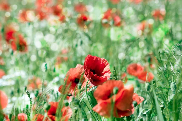 Meadow Wild Poppy Flowers Soft Focus — Stock Photo, Image