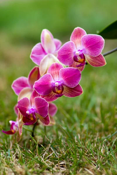 Hermosa Orquídea Rosa Phalaenopsis — Foto de Stock