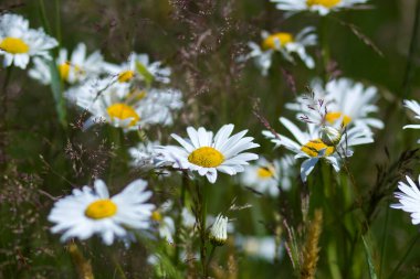Ox-eye Daisy (Leucanthemum vulgare) bahçede - yumuşak odak