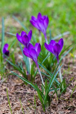 Crocus çiçekleri - ilkbahar çiçeklerinden biri