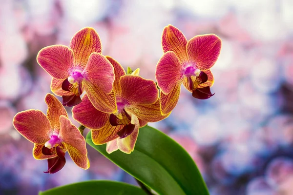 Beautiful Colorful Orchid Phalaenopsis — Foto de Stock