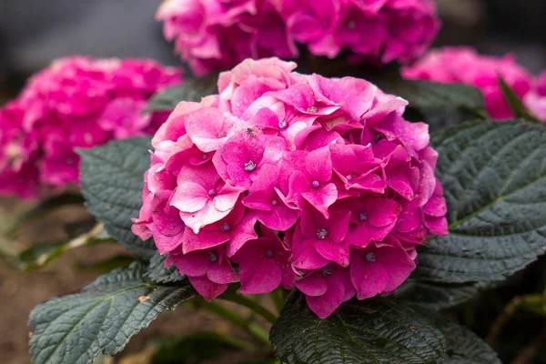 Pink Hortensia Flowers Garden — Stok fotoğraf