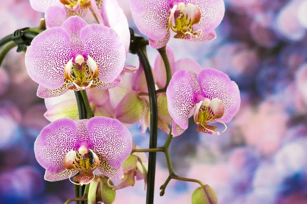 Hermosa Orquídea Rosa Phalaenopsis — Foto de Stock