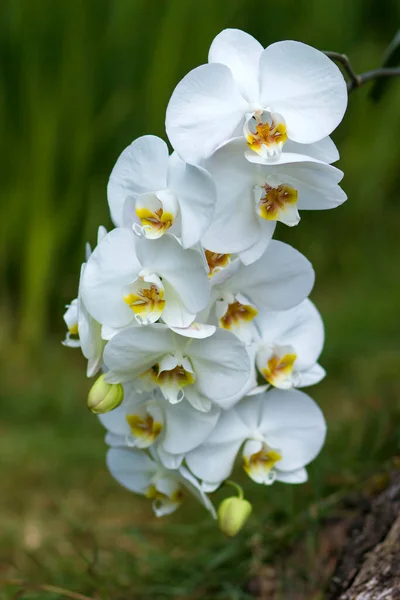Hermosa Orquídea Blanca Phalaenopsis — Foto de Stock