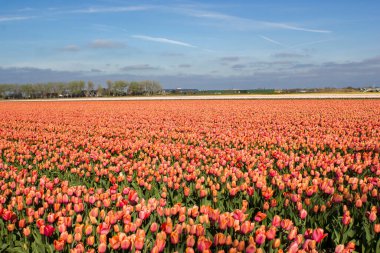 Hollanda 'daki lale tarlası - turuncu laleler
