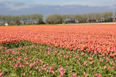 Hollanda 'daki lale tarlası - turuncu laleler