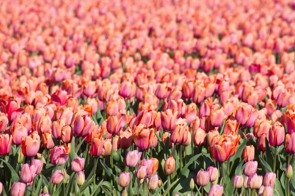 tulip field in the Netherlands - orange tulips