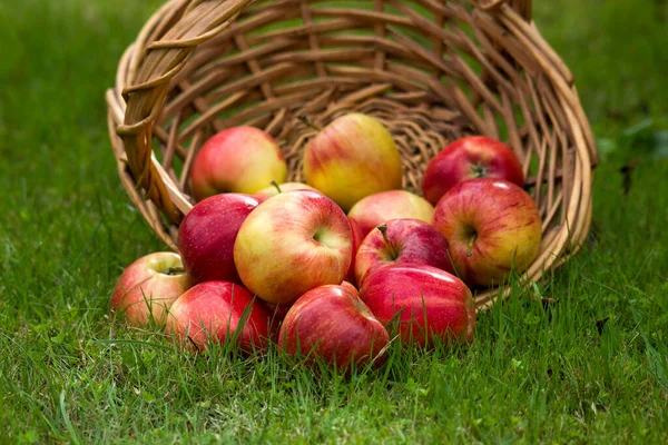 Świeże Jabłka Koszyku Ogrodzie — Zdjęcie stockowe
