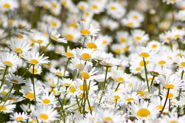 Gänseblümchen Leucanthemum Vulgare Garten Aus Nächster Nähe — Stockfoto