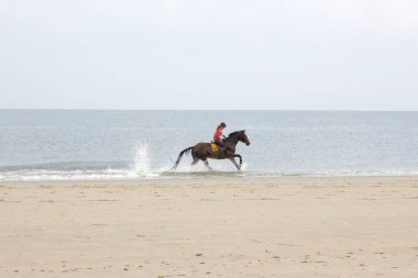 Hollanda, Zeeland, Renesse 'deki sahilde at binicisi.