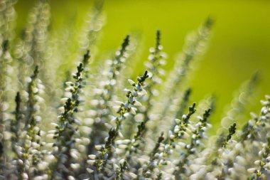 Bokeh ile sonbahar fundalığı - soyut arkaplan