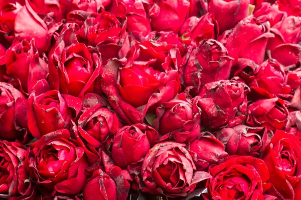 Fondo Rosas Rosas Rojas — Foto de Stock