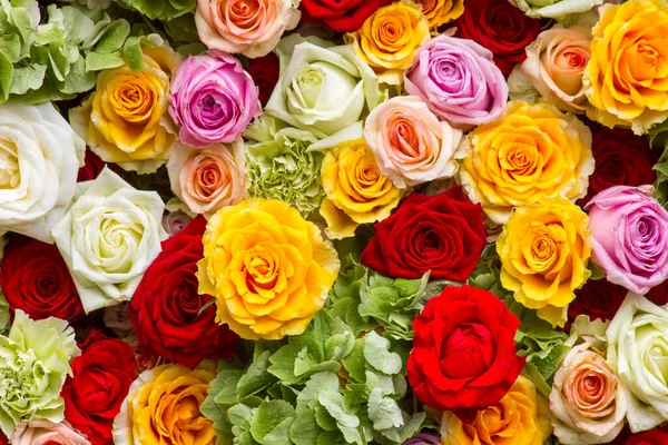 Fondo Rosas Rosas Colores — Foto de Stock