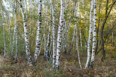 Hollanda 'daki Maasduinen Ulusal Parkı' ndaki huş ağaçları