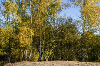 Hollanda 'daki Maasduinen Ulusal Parkı' ndaki huş ağaçları