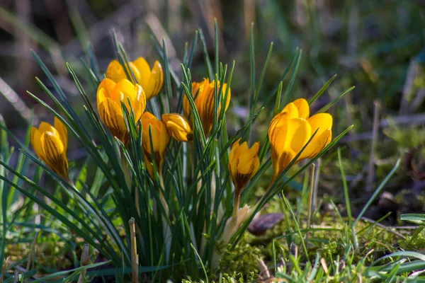 Krokus Jeden Pierwszych Wiosennych Kwiatów Ogrodzie — Zdjęcie stockowe