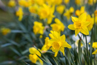 Nergis, Narcissus sahte, sarı narsisli çiçekler bir parkta, bahar zamanı.
