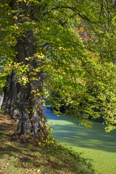 Árvores Velhas Parque Castelo Wissen Weeze Alemanha — Fotografia de Stock