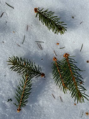 Karda ladin dalları