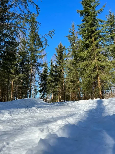Ormanda karlı bir yol
