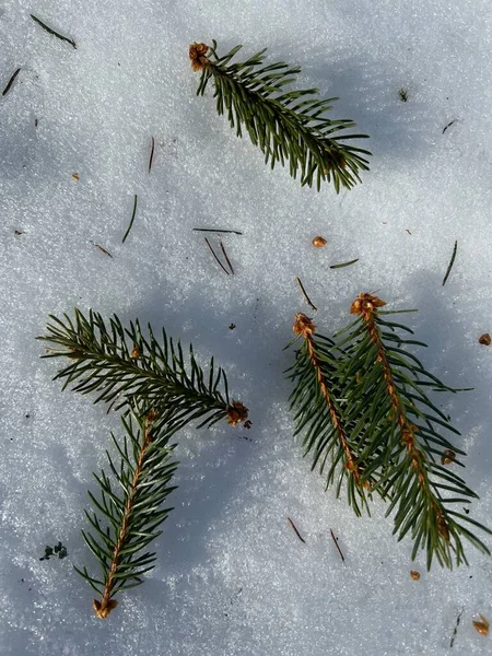 Karda ladin dalları
