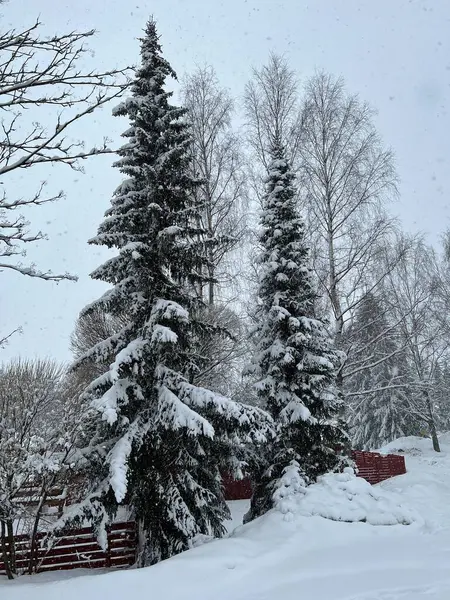 Karla kaplı çam dalları