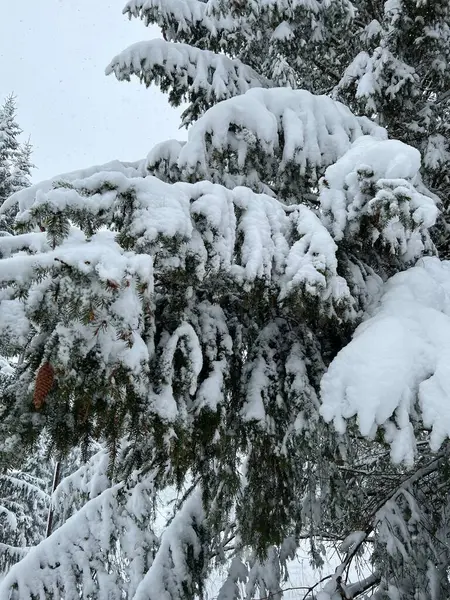 Karlı ağaç dalları ve bir üçkağıt