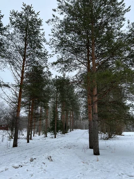 Ormanda karlı bir yol