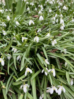 Mart ayında güzel kar damlaları 