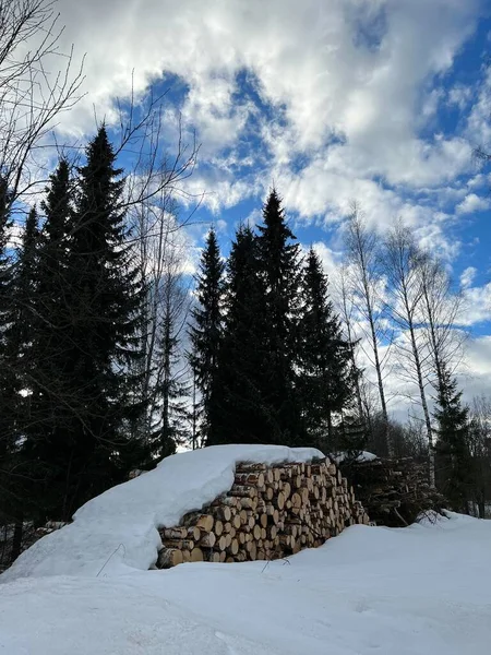 Ormanda yakacak odun