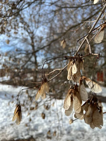 Kışın kuru dallar