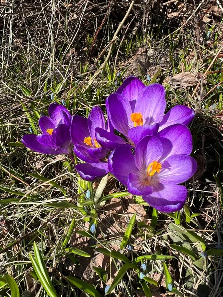 Mor çiğdemler ilkbaharda