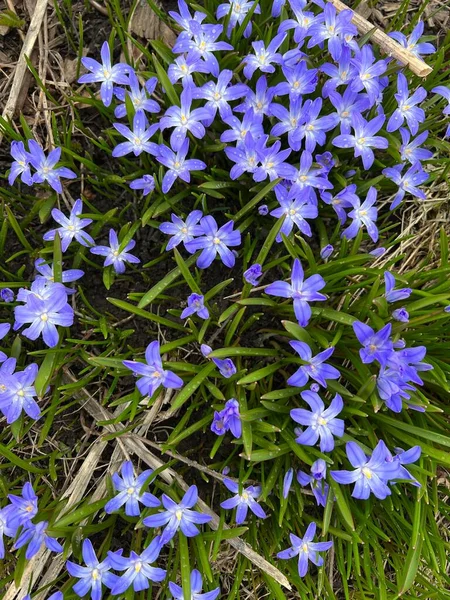 Baharın tatlı müjdecileri