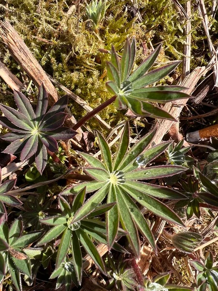 Sabah çiğ erken bir yürüyüş