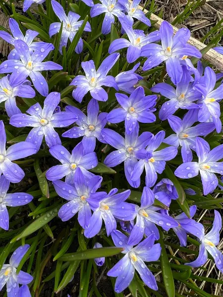 Şirin bahar çiçekleri