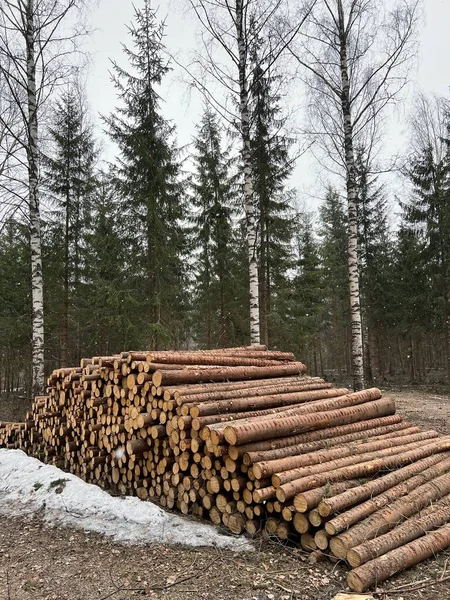 Ormanın kenarında yakacak odun var.