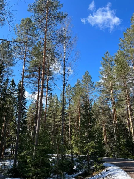 Ormanın üzerinde mavi gökyüzü