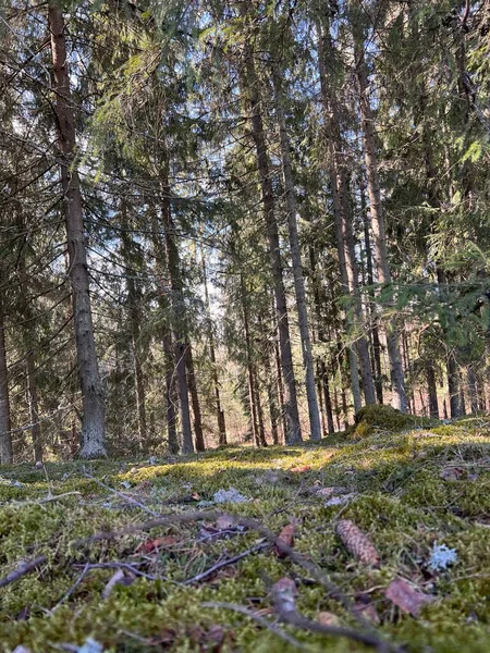 Ormandaki koni ile açıklık