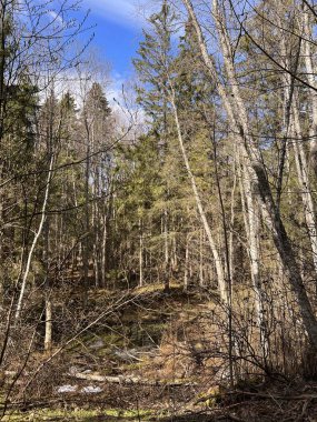 Finlandiya 'da bahar mevsimi