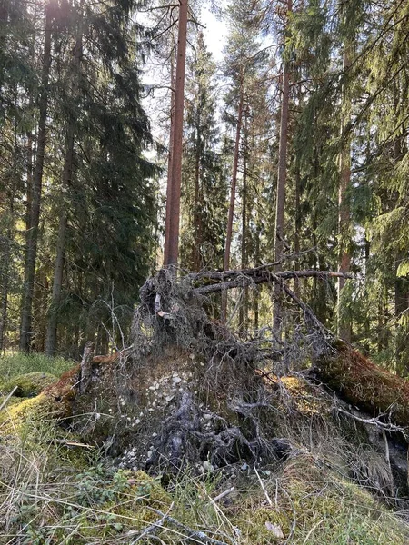 Ormanda rastlantısal bulgular