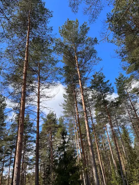 Gökyüzü ne kadar da güzel.