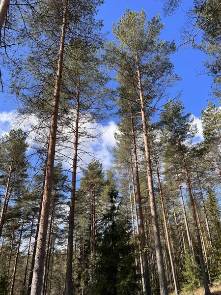 Enticing Forest Path Finland — Foto de Stock