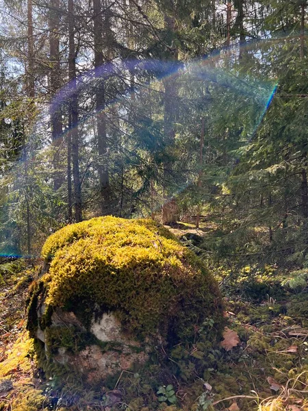 Ormanda güneşli bir açıklık