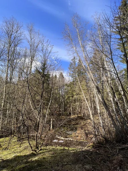 Ormanın içinde güneşli glade