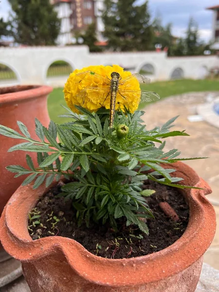 Yusufçuk. Yaz gevşemesi