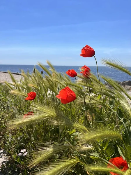 Karayolu ile haşhaş 