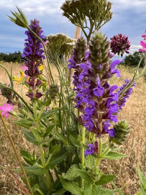 Tarlada yaz çiçekleri