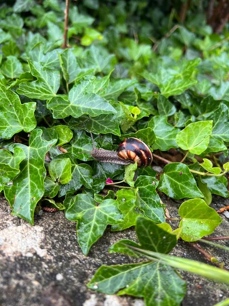 snail after summer rain